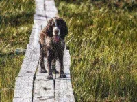 10-13-thiings-you-didnt-know-about-dogs-sl.webp