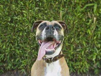 04-13-thiings-you-didnt-know-about-dogs-sl.webp