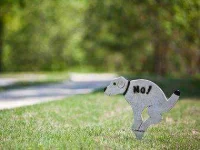 07-13-thiings-you-didnt-know-about-dogs-sl.webp