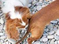 12-13-thiings-you-didnt-know-about-dogs-sl.webp