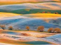 09-stunning-photographs-trees-fsl.webp
