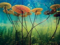11-stunning-photographs-water-lillies-fsl.webp