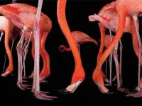 08-stunning-photographs-flamingo-fsl.webp