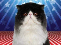 01-morris-catNEWa-political-animals-fsl.webp