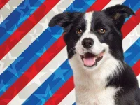 06-lucy-lou-dog-political-animals-fsl.webp