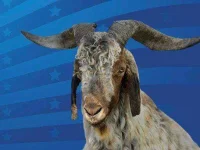 04-clay-henry-political-animals-fsl.webp