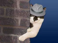 CatSpy.webp