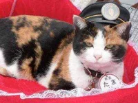 CatCop.webp