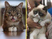 CatMogul.webp