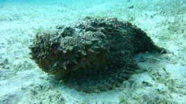 Stonefish-in-Palawan.webp