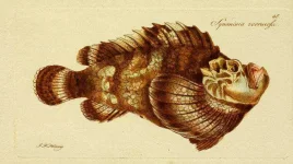 Stonefish-species.webp