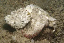 Stonefish-in-Anilao.webp