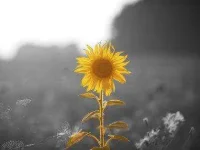 01-poetry-contest-inspirational-bloom-sl.webp