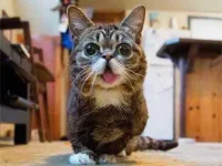 13-things-cats-no-teeth-lil-bub-sl.webp