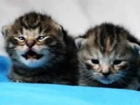 13-things-cats-vocalizations-sl.webp