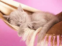 13-things-cats-05-sl.webp