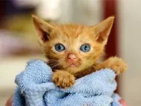 13-things-cats-purring-03-sl.webp