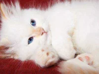 13-things-cats-02-sl.webp