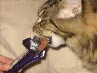 13-things-cats-chocolate-sl.webp
