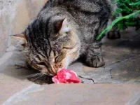 13-things-cats-08-sl.webp