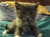 cats-sweat-paws-sl.webp