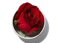 02-healing-scents-roses-sl.webp
