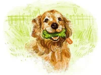 Hartz.webp