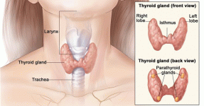 thyroidb.gif thyroidb.gif