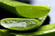 bigstock-Sliced-of-aloe-vera-leaf-17786612.webp