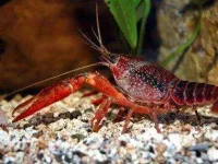 02-animals-live-forever-lobster-sl.webp