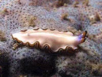 04-animals-live-forever-flatworm-sl.webp