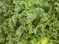 top-10-antioxidant-rich-veggies-kale-06-sl.webp