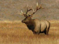 01-elk-sl.webp