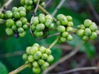 coffee-quiz-06-coffee-plant-sl.webp coffee-quiz-06-coffee-plant-sl.webp