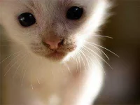 how-to-train-your-cat-punishment-sl.webp