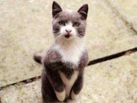 how-to-train-your-come-on-command-sl.webp