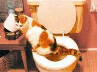 how-to-train-your-cat-toilet-sl.webp