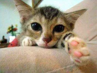 how-to-train-your-cat-shake-sl.webp