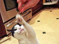 how-to-train-your-cat-beg-sl.webp