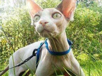 how-to-train-your-cat-leash-sl.webp