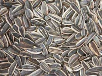 03-sunflower-seeds-underrated-health-foods-sl.webp 03-sunflower-seeds-underrated-health-foods-sl.webp