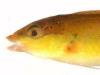 weird-phobias-yellow.webp weird-phobias-yellow.webp