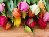 flowers-for-Valentines-Day-02-tulips-sl.webp