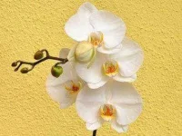flowers-for-Valentines-Day-04-orchids-sl.webp