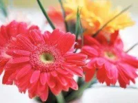flowers-for-Valentines-Day-03-gerbera-daisies-sl.webp