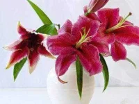 flowers-for-Valentines-Day-01-lilies-sl.webp