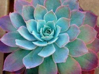 flowers-for-Valentines-Day-08-succulents-sl.webp