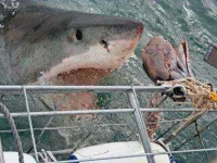 eme-world-destinations-10-Gansbaai-South-Africa-sl.webp