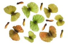 seeds8.webp
