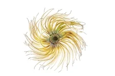 seeds7.webp